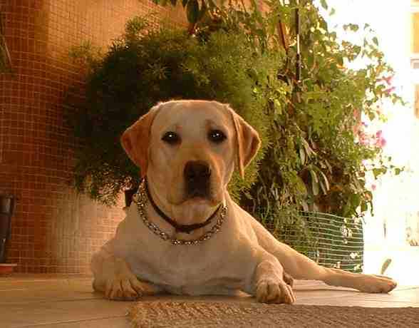 perro labrador