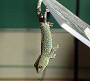 nanotecnología cinta adhestiva gecko