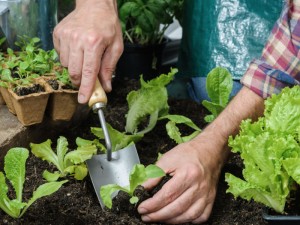 Trucos caseros de jardinería