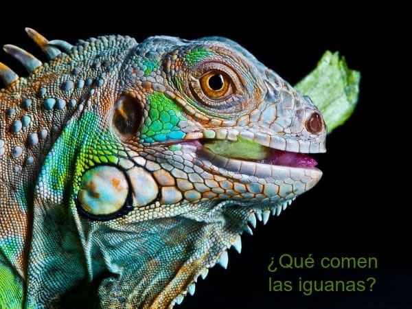 Qué come una iguana