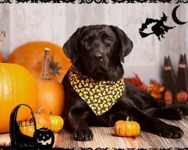 Ideas para disfrazar a tu mascota en Halloween