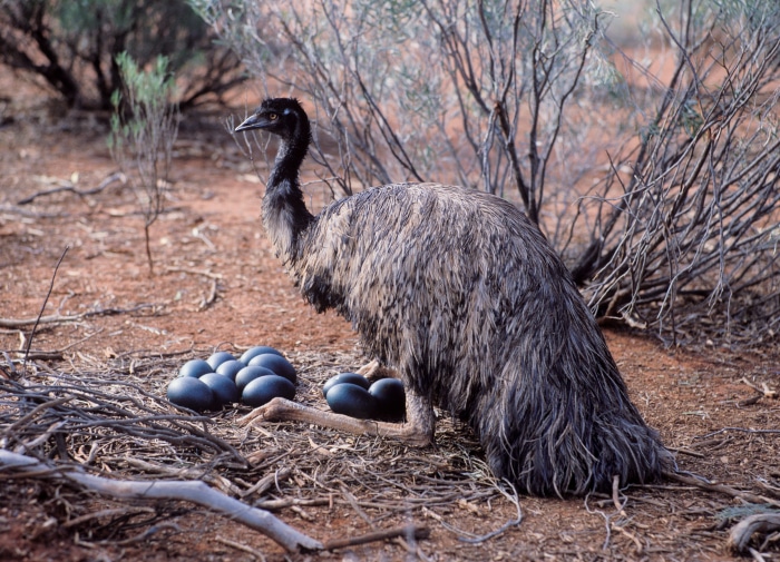 Emu macho
