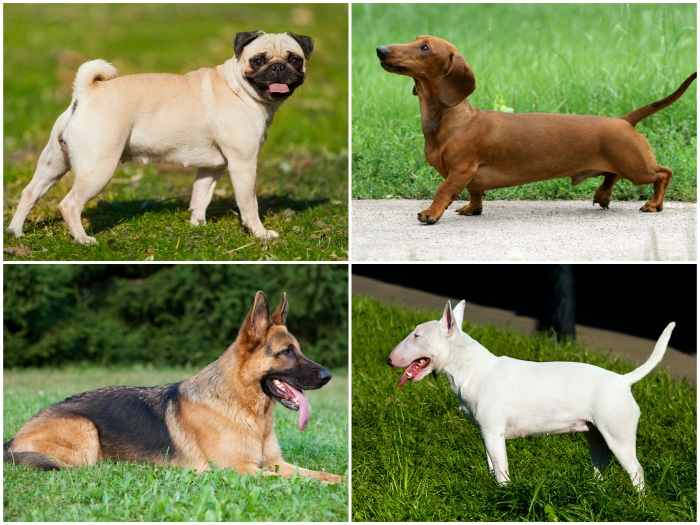 Cambios en razas de perros