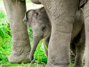 Las mejores madres del reino animal