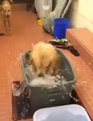 Gifs graciosos de perros bañándose y disfrutando del verano - Todo mascotas