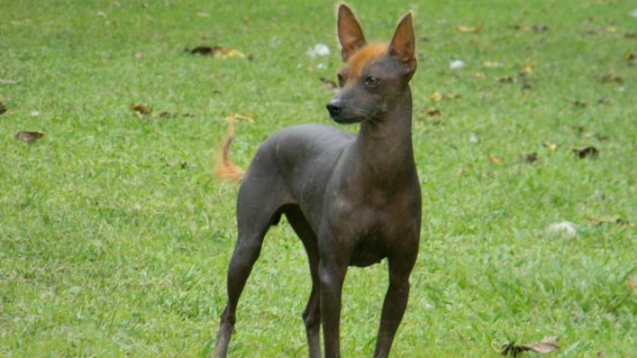 Perro peruano sin pelo raza rara perros