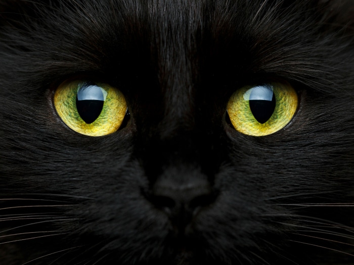Curiosidades sobre los gatos negros