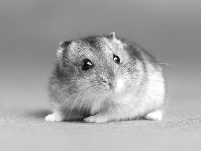 datos y curiosidades sobre hamsters