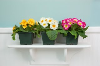 Primavera