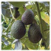 Aguacate