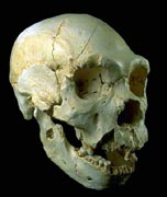 Craneo humano hace un mill&oacute;n de a&ntilde;os