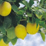 limones