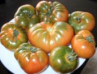 Tomates raf