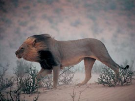 leon selva 
hermosa foto