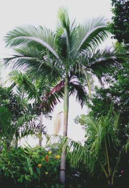 Archontophoenix Palmera