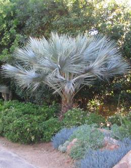 Palmera Brahea