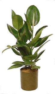 Ficus