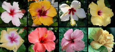 Hibisco