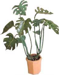 Monstera (Philodendron pertusum)