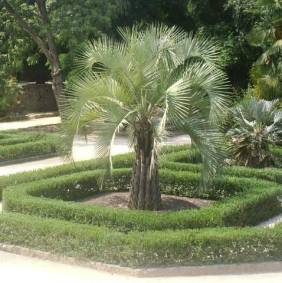 Butia Palmera