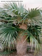 Coccotrinax palmera