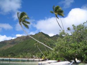 Cocos nucifera palmera