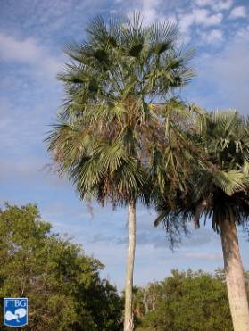 Copernicia palmera