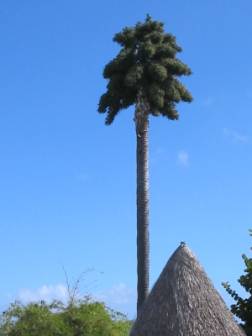 Corypha palmera