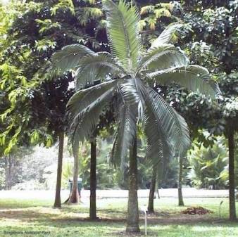 Palmera dyctyosperma