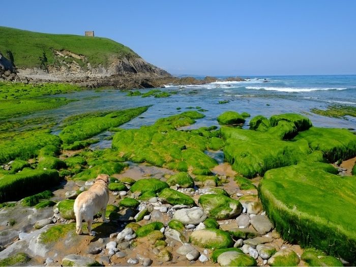 Playas de Cantabria: Playa del Perro