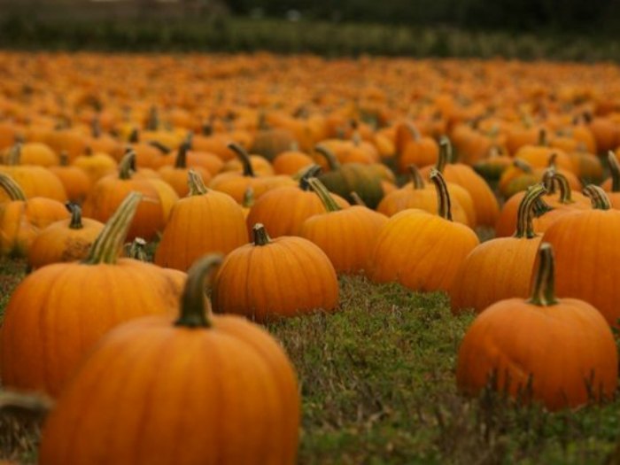 Fotos de calabazas Halloween