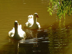 pareja de cisnes