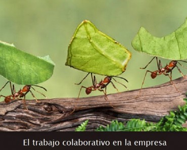 El trabajo colaborativo en la empresa