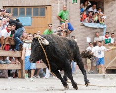 fiesta polémicas en España con animales