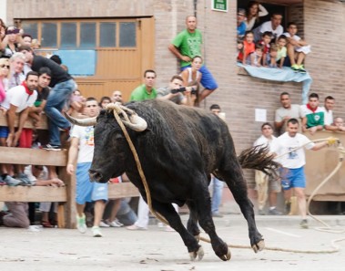 fiesta polémicas en España con animales