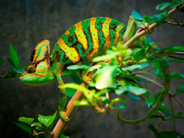 camaleon-color-mentiras-euroresidentes