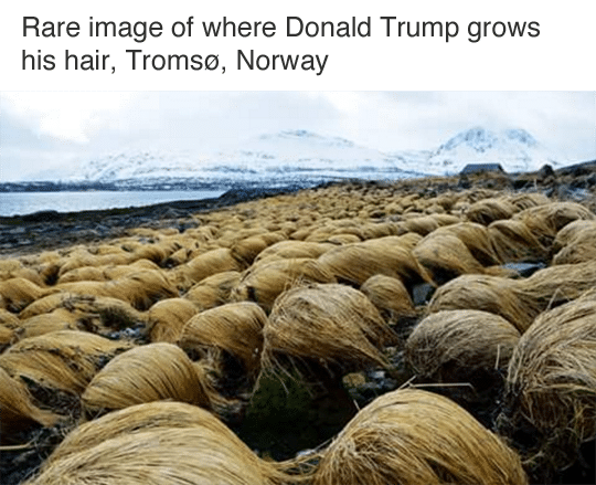 trump-pelo-meme.png