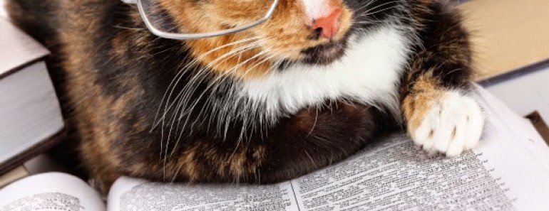 gato-libro