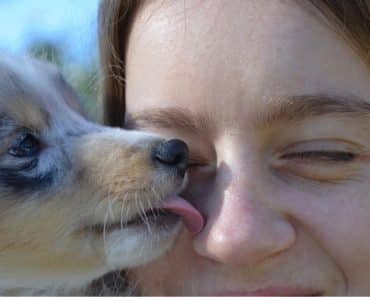 Qué mascota prefiere cada signo