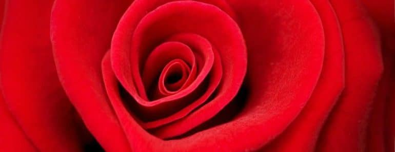 Rituales de Amor: Rosas rojas