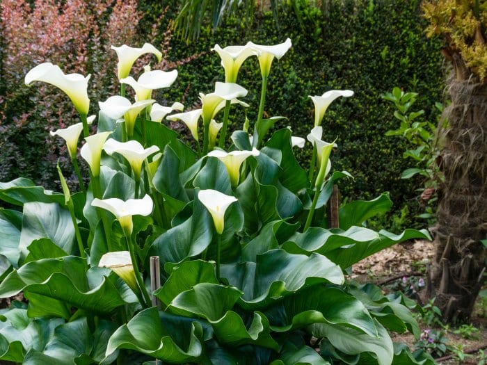 ¿Cuáles son mis flores según mi horóscopo?