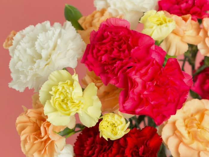 ¿Cuáles son mis flores según mi horóscopo?