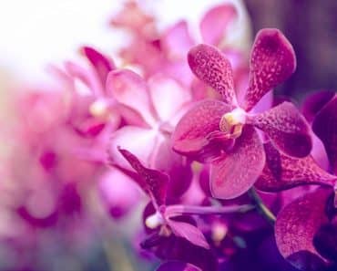 ¿Cuáles son mis flores según mi horóscopo?