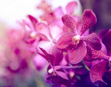 ¿Cuáles son mis flores según mi horóscopo?