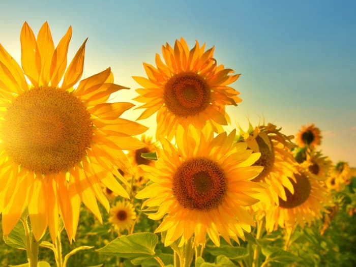 ¿Cuáles son mis flores según mi horóscopo?