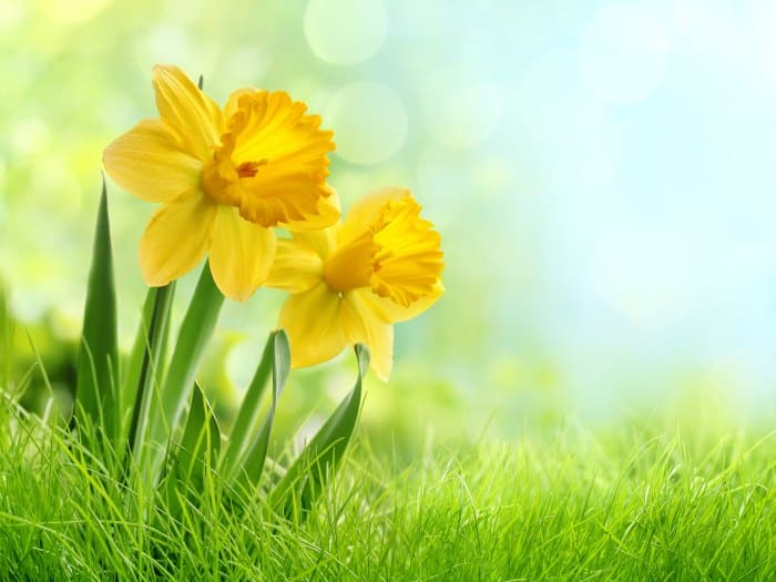 ¿Cuáles son mis flores según mi horóscopo?
