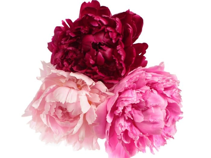 ¿Cuáles son mis flores según mi horóscopo?