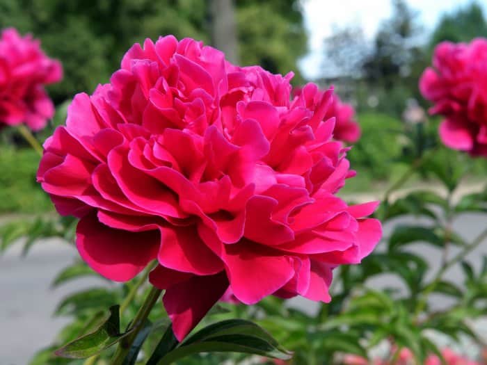 ¿Cuáles son mis flores según mi horóscopo?