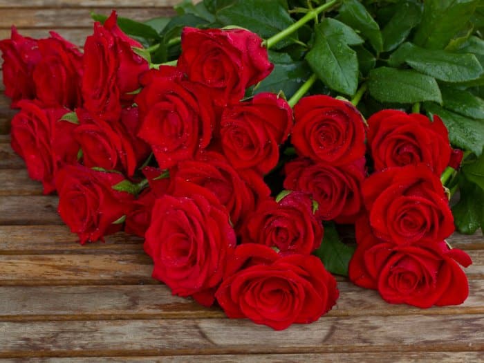 ¿Cuáles son mis flores según mi horóscopo?