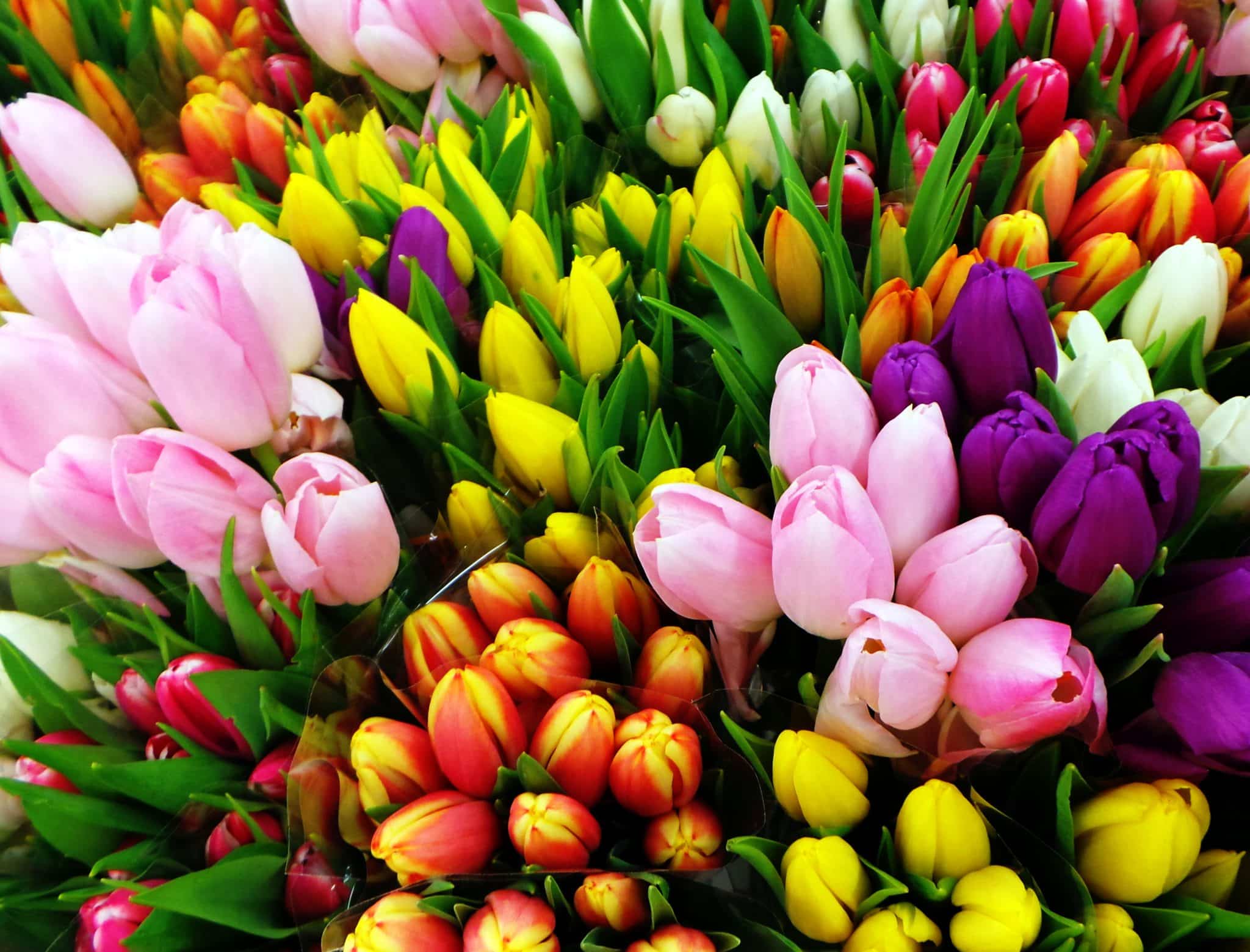¿Cuáles son mis flores según mi horóscopo?